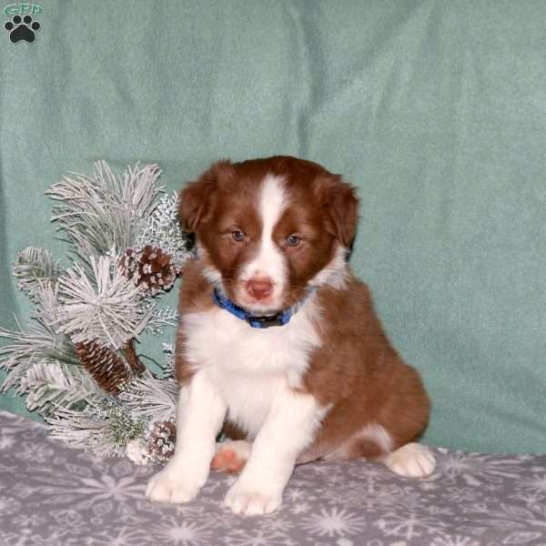 Ricky, Border Collie Puppy