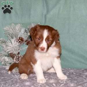 Ricky, Border Collie Puppy