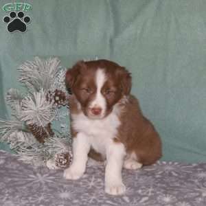 Ricky, Border Collie Puppy