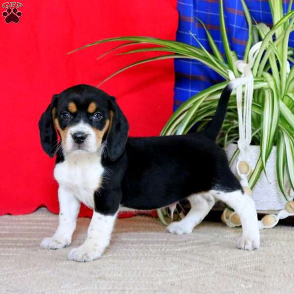 Ricky, Beagle Puppy