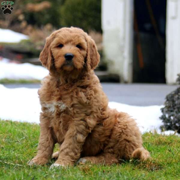 Ricky, Goldendoodle Puppy