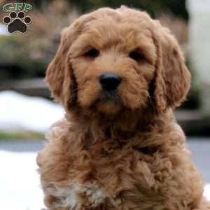 Ricky, Goldendoodle Puppy