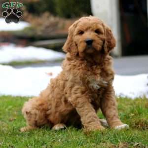 Ricky, Goldendoodle Puppy