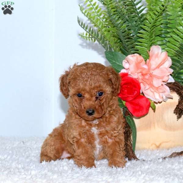 Riley, Toy Poodle Puppy