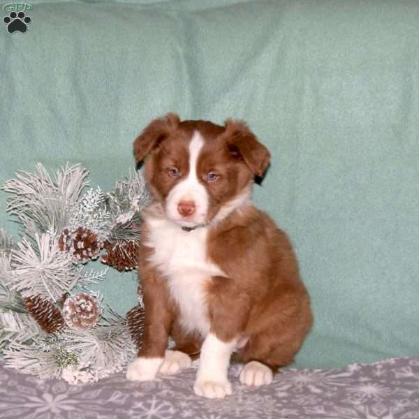 Riley, Border Collie Puppy