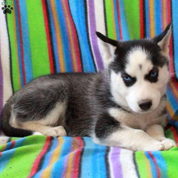 Riley, Siberian Husky Puppy