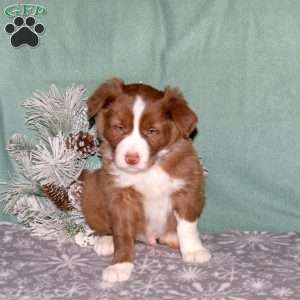 Riley, Border Collie Puppy