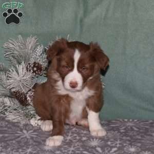 Riley, Border Collie Puppy