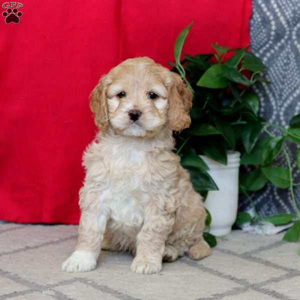 Riley, Cockapoo Puppy