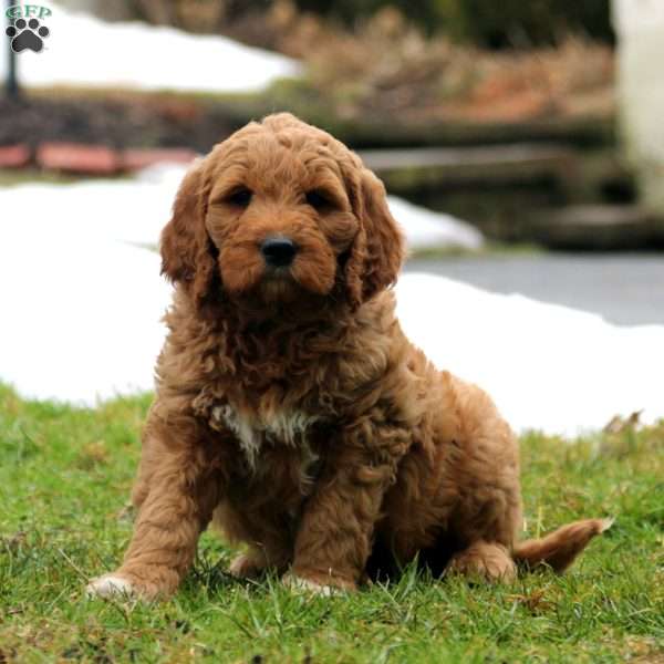 Riley, Goldendoodle Puppy