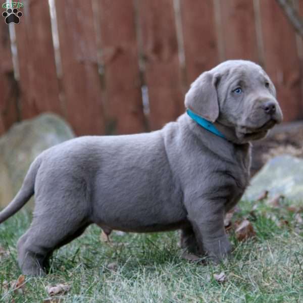 Riley, Silver Labrador Retriever Puppy