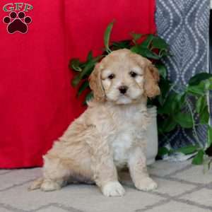 Riley, Cockapoo Puppy