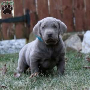 Riley, Silver Labrador Retriever Puppy