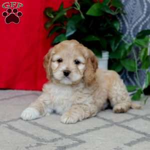 Riley, Cockapoo Puppy