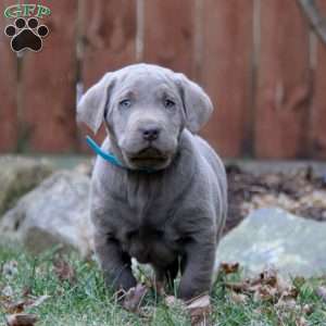 Riley, Silver Labrador Retriever Puppy