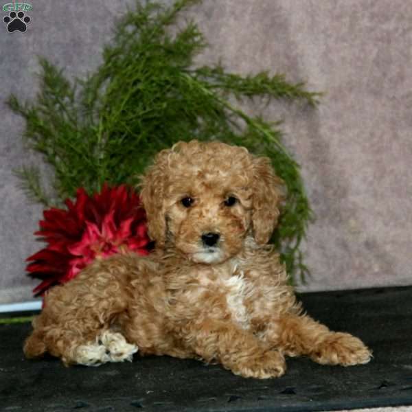 Rilynn, Mini Goldendoodle Puppy