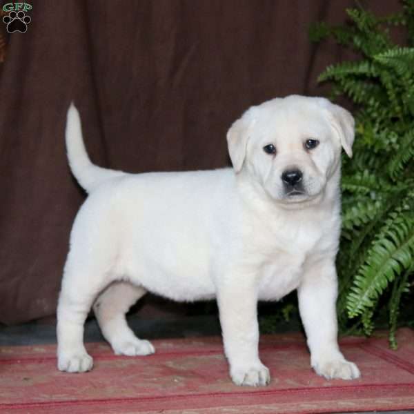 Rilynn, Yellow Labrador Retriever Puppy