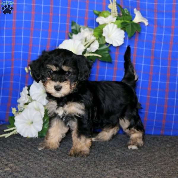 Rilynn, Havanese Puppy