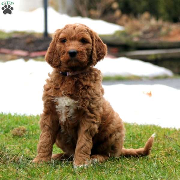 Rilynn, Goldendoodle Puppy