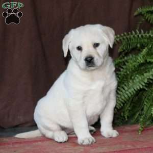 Rilynn, Yellow Labrador Retriever Puppy