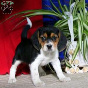 Rilynn, Beagle Puppy