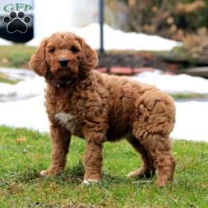 Rilynn, Goldendoodle Puppy