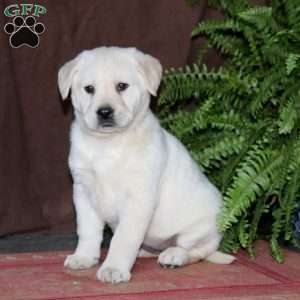 Rilynn, Yellow Labrador Retriever Puppy