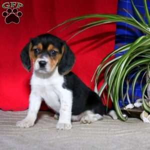 Rilynn, Beagle Puppy