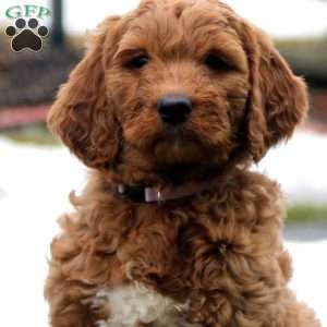 Rilynn, Goldendoodle Puppy