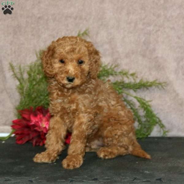 Ripple, Mini Goldendoodle Puppy