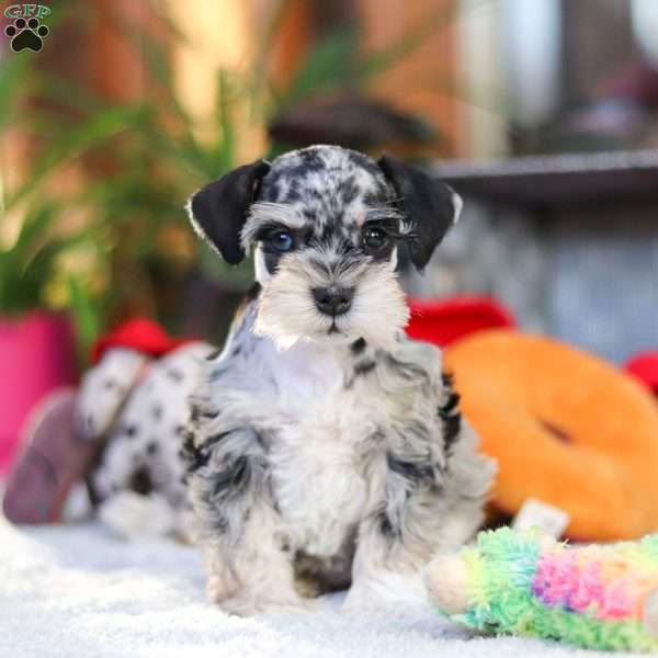 Rita, Miniature Schnauzer Puppy