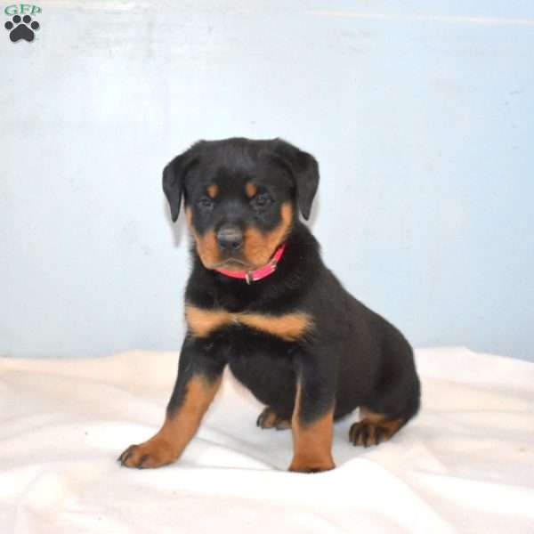 River, Rottweiler Puppy