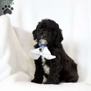 River-F1B, Cockapoo Puppy