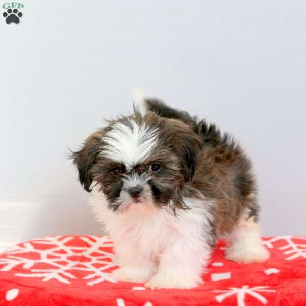 Robbie, Shih Tzu Puppy