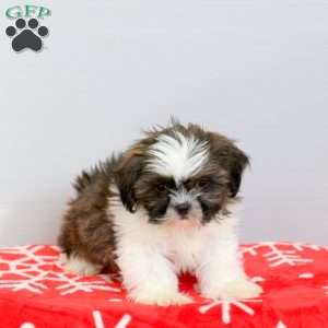 Robbie, Shih Tzu Puppy