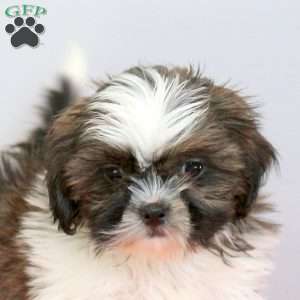 Robbie, Shih Tzu Puppy