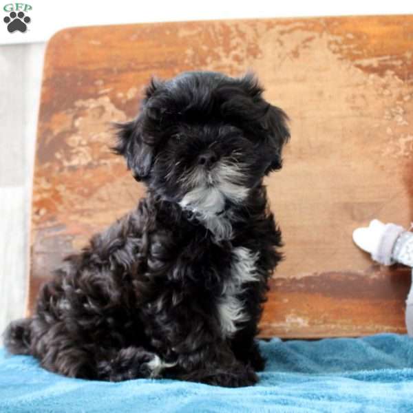 Robbie, Shih-Poo Puppy