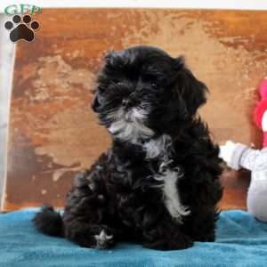 Robbie, Shih-Poo Puppy