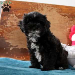 Robbie, Shih-Poo Puppy