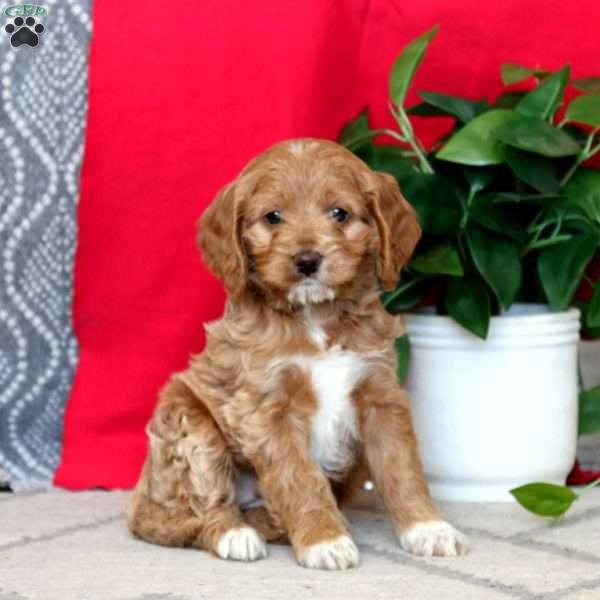 Robin, Cockapoo Puppy