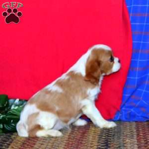 Robin, Cavalier King Charles Spaniel Puppy