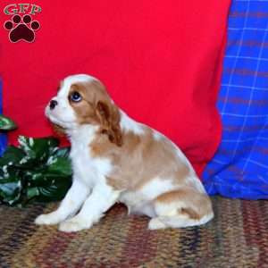 Robin, Cavalier King Charles Spaniel Puppy