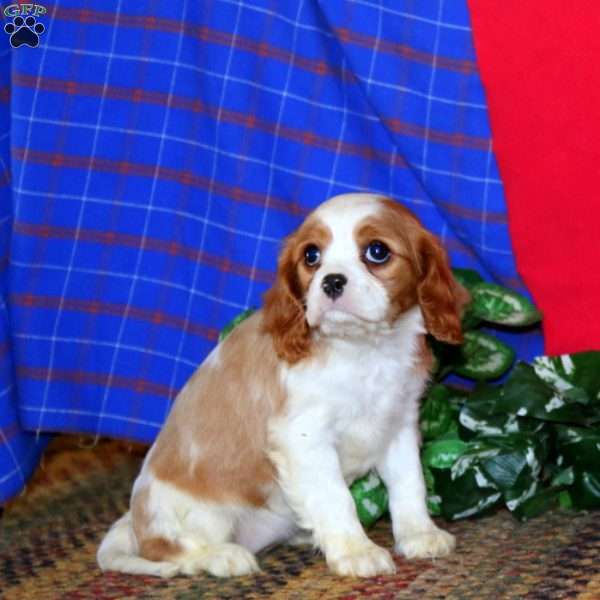 Robin, Cavalier King Charles Spaniel Puppy