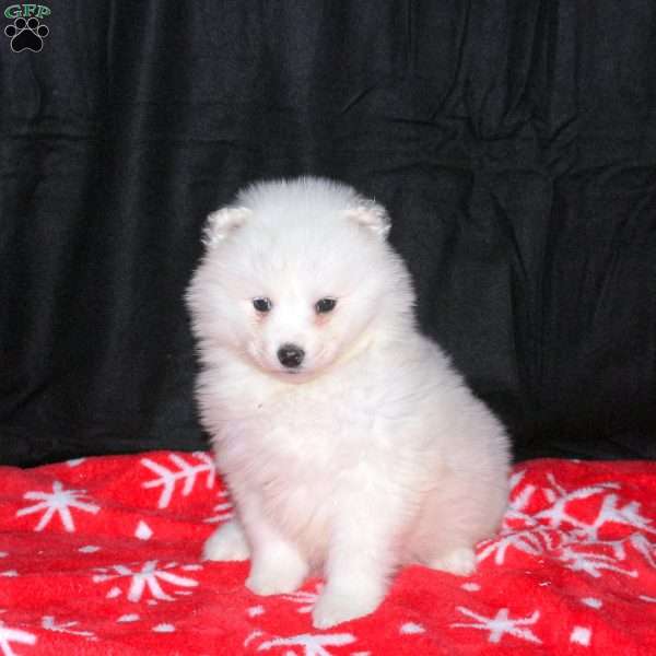 Rochelle, Samoyed Puppy