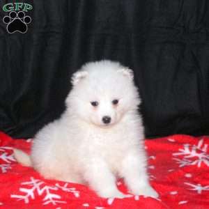 Rochelle, Samoyed Puppy