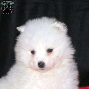 Rochelle, Samoyed Puppy