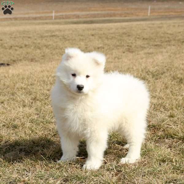 Rocket, Samoyed Puppy