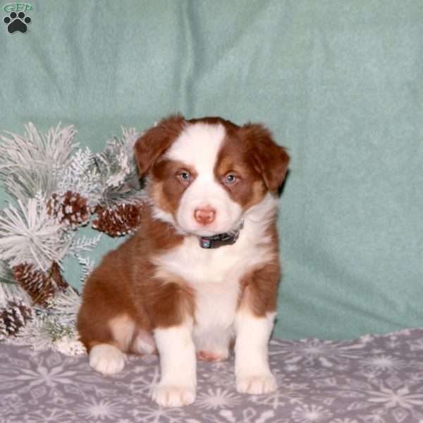 Rocket, Border Collie Puppy