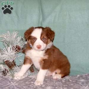 Rocket, Border Collie Puppy