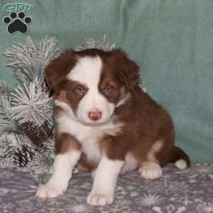 Rocket, Border Collie Puppy